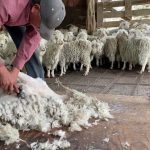 BKB Vacancies: 800 Nationalwide Sheep/Goat Shearers